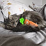 cat, pet, fur, bed, bedding, pillow, toy, carrot_toy, gray_color, whiskers, tail, sleepy, indoors, cozy, close_up, portrait, eyes, plush, soft_texture, domestic_animal