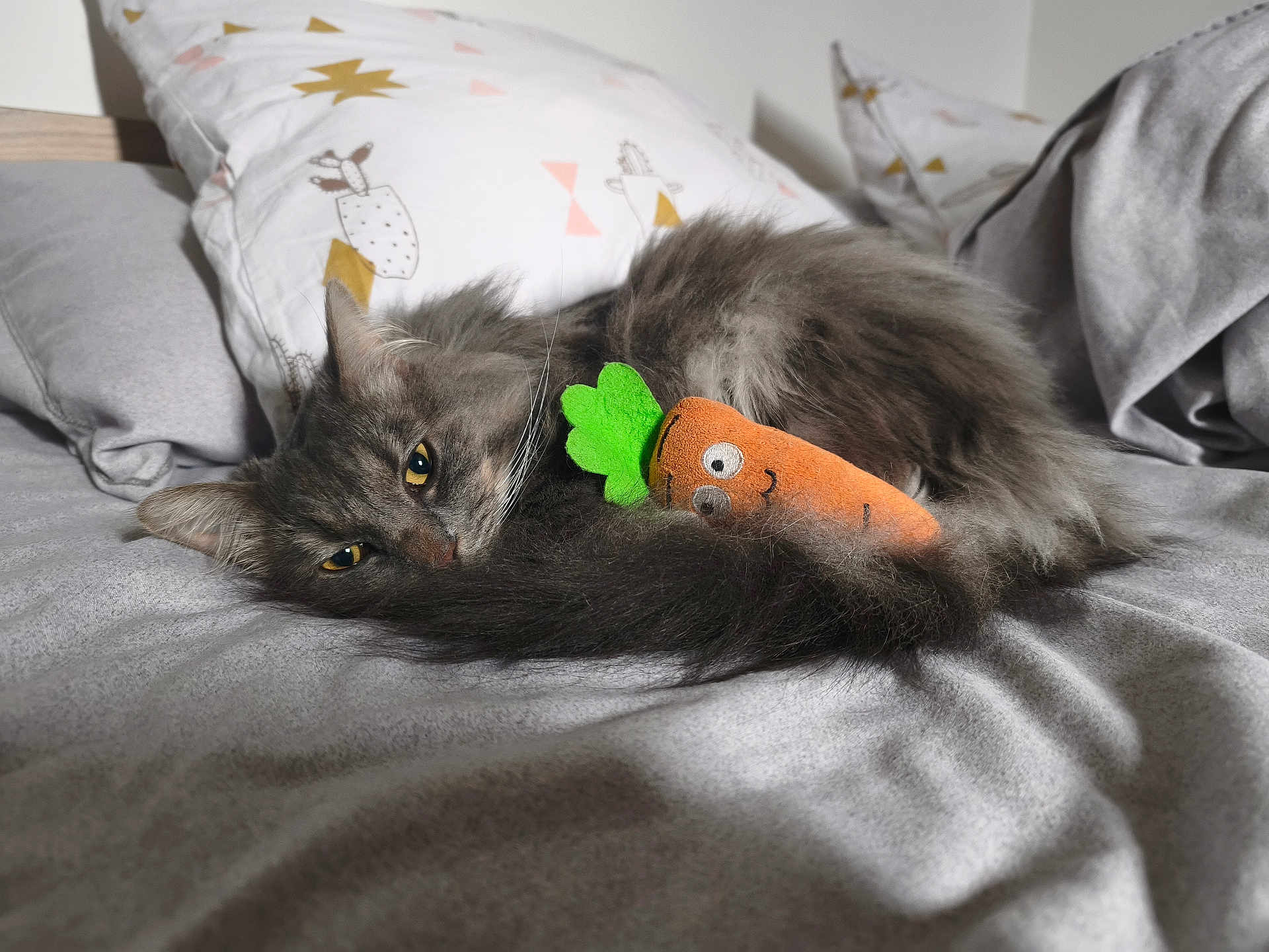 Nido a rejoint le concours — aidez-le/la à gagner de superbes lots ! cat, pet, fur, bed, bedding, pillow, toy, carrot_toy, gray_color, whiskers, tail, sleepy, indoors, cozy, close_up, portrait, eyes, plush, soft_texture, domestic_animal