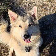 Uggy a rejoint le concours — aidez-le/la à gagner de superbes lots ! dog, outdoor, sand, grass, sunlight, pet, animal, tongue_out, fluffy, happy, canine, nature, ears, collar, fur, playful, shadow, daylight, closeup, sitting