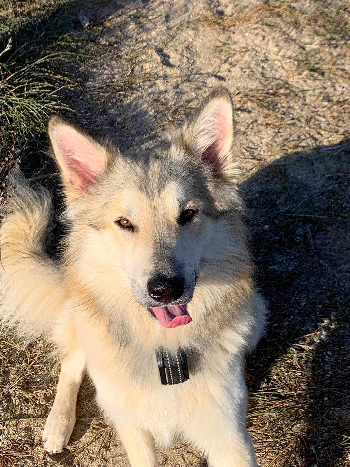 Uggy a rejoint le concours — aidez-le/la à gagner de superbes lots ! dog, outdoor, sand, grass, sunlight, pet, animal, tongue_out, fluffy, happy, canine, nature, ears, collar, fur, playful, shadow, daylight, closeup, sitting