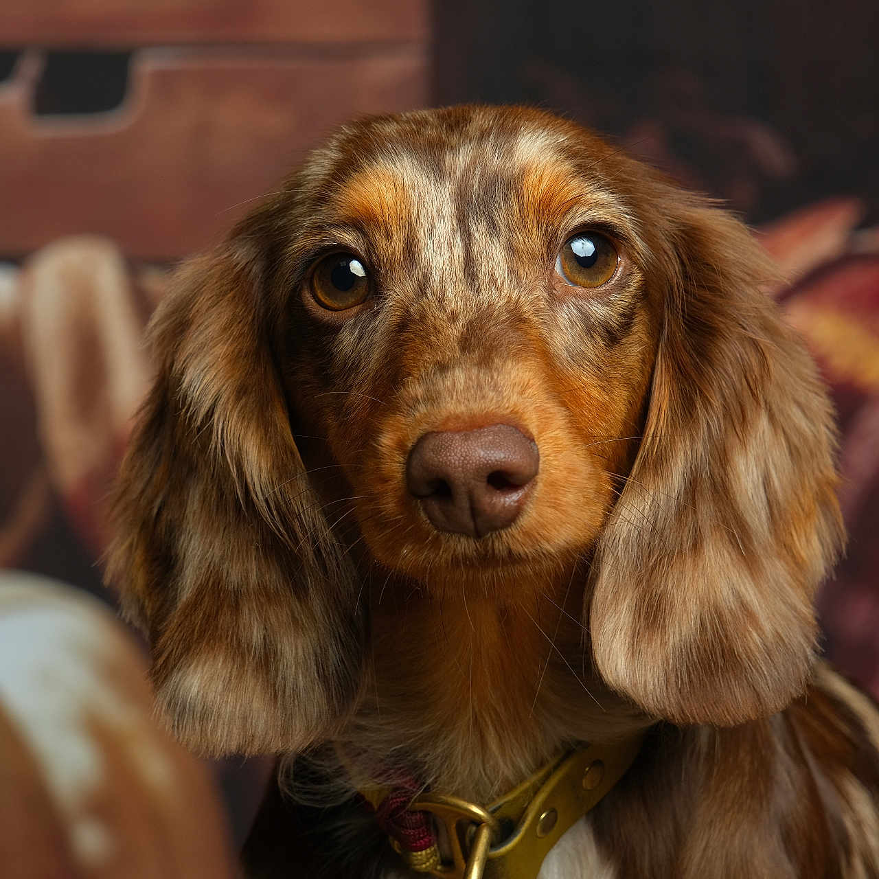 View a rejoint le concours — aidez-le/la à gagner de superbes lots ! adult, animal, beagle, bodypart, canine, cockerspaniel, dog, female, hound, mouth, papillon, person, pet, pointer, poodle, puppy, snout, terrier, woman