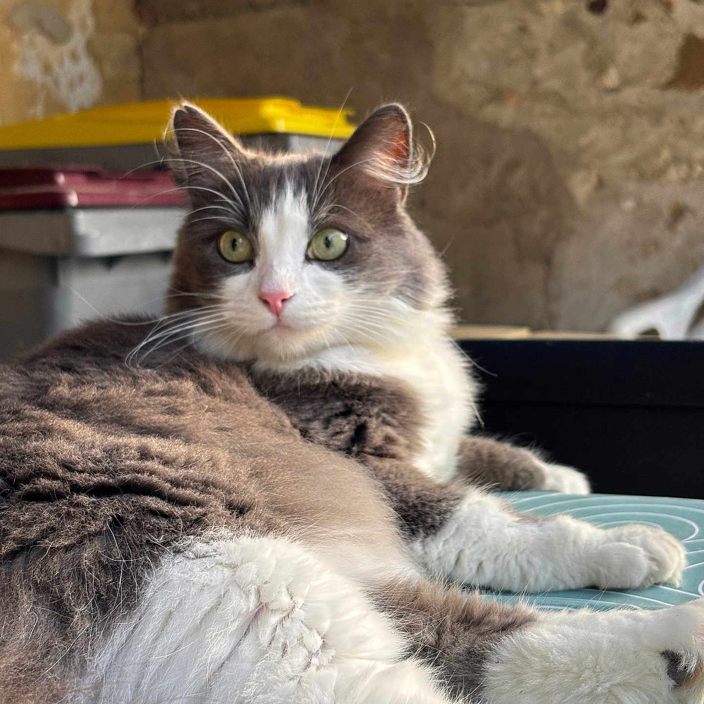 Princesse participe au concours pour gagner de l'argent avec cette photo : cat, close_up, curious, domestic_animal, feline, fluffy, gray, green_eyes, indoor, laying_down, pet, pink_nose, plastic_containers, portrait, relaxed, resting, soft_fur, stone_wall, whiskers, white