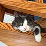 cat, gray_cat, white_paws, green_eyes, wooden_stairs, relaxed, indoor, pet, feline, curious, paw, whiskers, pink_nose, close_up, animal, domestic_cat, laying, wood_texture, home, resting
