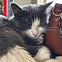 Princesse participe au concours pour gagner de l'argent avec cette photo : cat, sleeping, gray, white, fur, closeup, indoor, cozy, pet, resting, animal, whiskers, ears, paw, bag, keychain, blurred_background, soft_light, relaxation, domestic