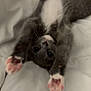 Tommy joined the competition — help win amazing prizes! kitten, cat, gray_cat, white_belly, pink_paws, stretching, cute, pet, animal, feline, soft_blanket, indoor, young, mammal, whiskers, sleepy, cozy, adorable, small, playful