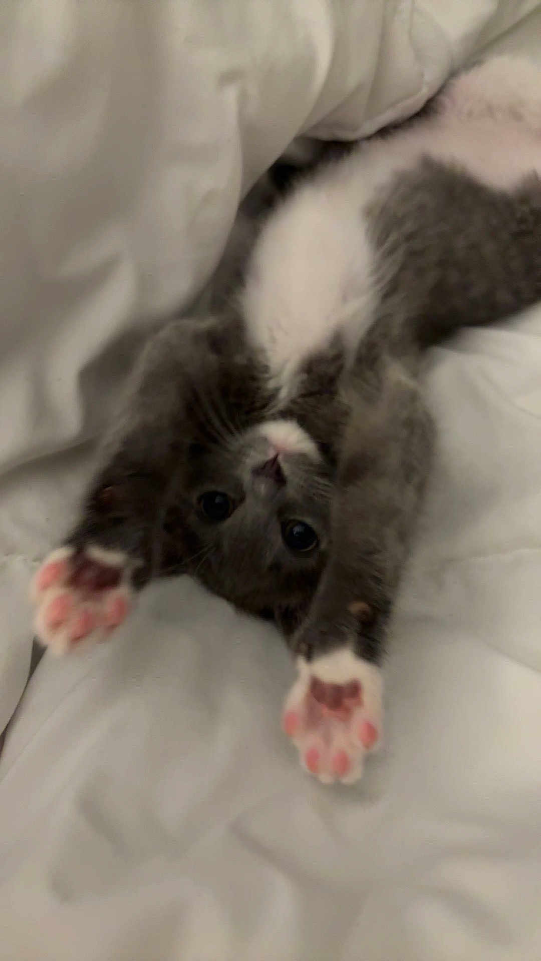 Tommy joined the competition — help win amazing prizes! kitten, cat, gray_cat, white_belly, pink_paws, stretching, cute, pet, animal, feline, soft_blanket, indoor, young, mammal, whiskers, sleepy, cozy, adorable, small, playful