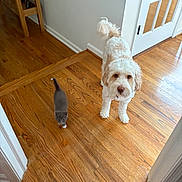 Tommy joined the competition — help win amazing prizes! dog, cat, wooden_floor, indoor, pet, curious, small_cat, fluffy_dog, white_dog, gray_cat, hardwood_floor, door, table, wall, cozy, animal, companion, flooring, house, curiosity
