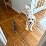 dog, cat, wooden_floor, indoor, pet, curious, small_cat, fluffy_dog, white_dog, gray_cat, hardwood_floor, door, table, wall, cozy, animal, companion, flooring, house, curiosity