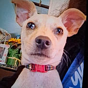 Scrappy-Doo is registered to the contest to win money with this photo: dog, pet, close_up, collar, ears, animal, indoor, portrait, face, cute, domestic_animal, canine, looking, young, fur, whiskers, person, clothing, background, household