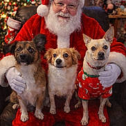 Bella is registered to the contest to win money with this photo: beard, celebration, christmas, christmas_tree, costume, cute, decorations, dog, festive, glasses, happy, holiday, indoor, lights, pet, puppy, red_clothing, santa_claus, seated, winter_wear