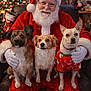 beard, celebration, christmas, christmas_tree, costume, cute, decorations, dog, festive, glasses, happy, holiday, indoor, lights, pet, puppy, red_clothing, santa_claus, seated, winter_wear