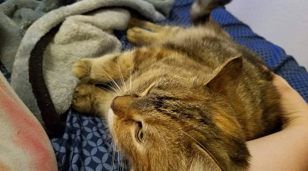 Dahlia is registered to the contest to win money with this photo: carnivore, cat, comfort, domestic_short_haired_cat, felidae, fur, nap, paw, sleep, small_to_medium_sized_cats, snout, terrestrial_animal, whiskers