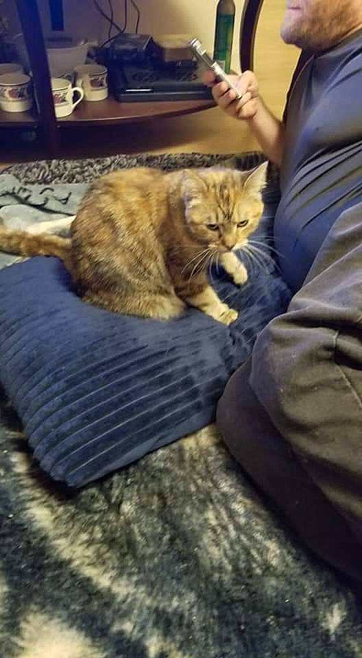 Dahlia is registered to the contest to win money with this photo: carnivore, cat, claw, comfort, computer_keyboard, domestic_short_haired_cat, fawn, felidae, flooring, fur, human_leg, mammal, paw, sitting, small_to_medium_sized_cats, tail, tree, vertebrate, whiskers, wood