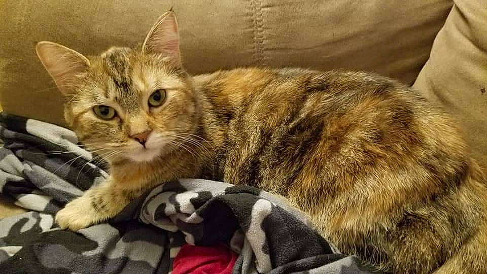 Dahlia joined the competition — help win amazing prizes! carnivore, cat, claw, comfort, domestic_short_haired_cat, felidae, fur, paw, sitting, small_to_medium_sized_cats, snout, tail, whiskers