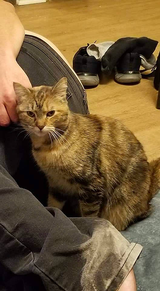 Dahlia is registered to the contest to win money with this photo: carnivore, cat, claw, comfort, domestic_short_haired_cat, felidae, flooring, fur, paw, sitting, small_to_medium_sized_cats, tail, terrestrial_animal, tire, wheel, whiskers