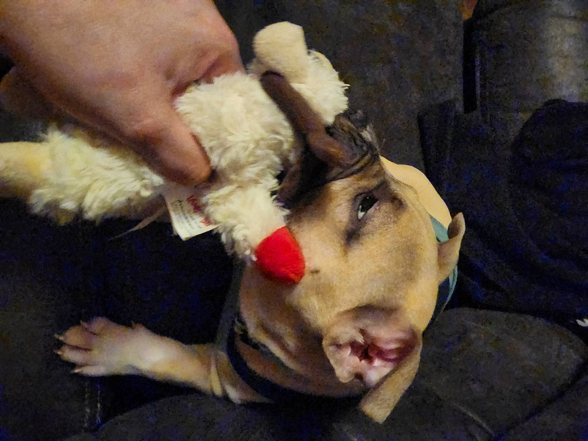 Pudge joined the competition — help win amazing prizes! canidae, carnivore, child, companion_dog, dog, dog_breed, ear, fawn, felidae, finger, fur, gesture, hand, jaw, paw, selfie, snout, sporting_group, stuffed_toy, whiskers