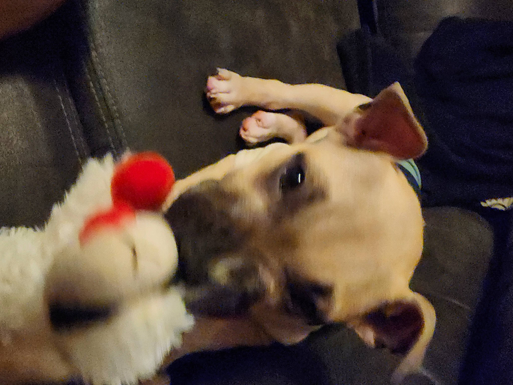 Pudge is registered to the contest to win money with this photo: abdomen, barechested, canidae, carnivore, comfort, companion_dog, dog, dog_breed, ear, fawn, fur, mammal, paw, snout, sporting_group, tail, toy_dog, trunk, whiskers, working_animal