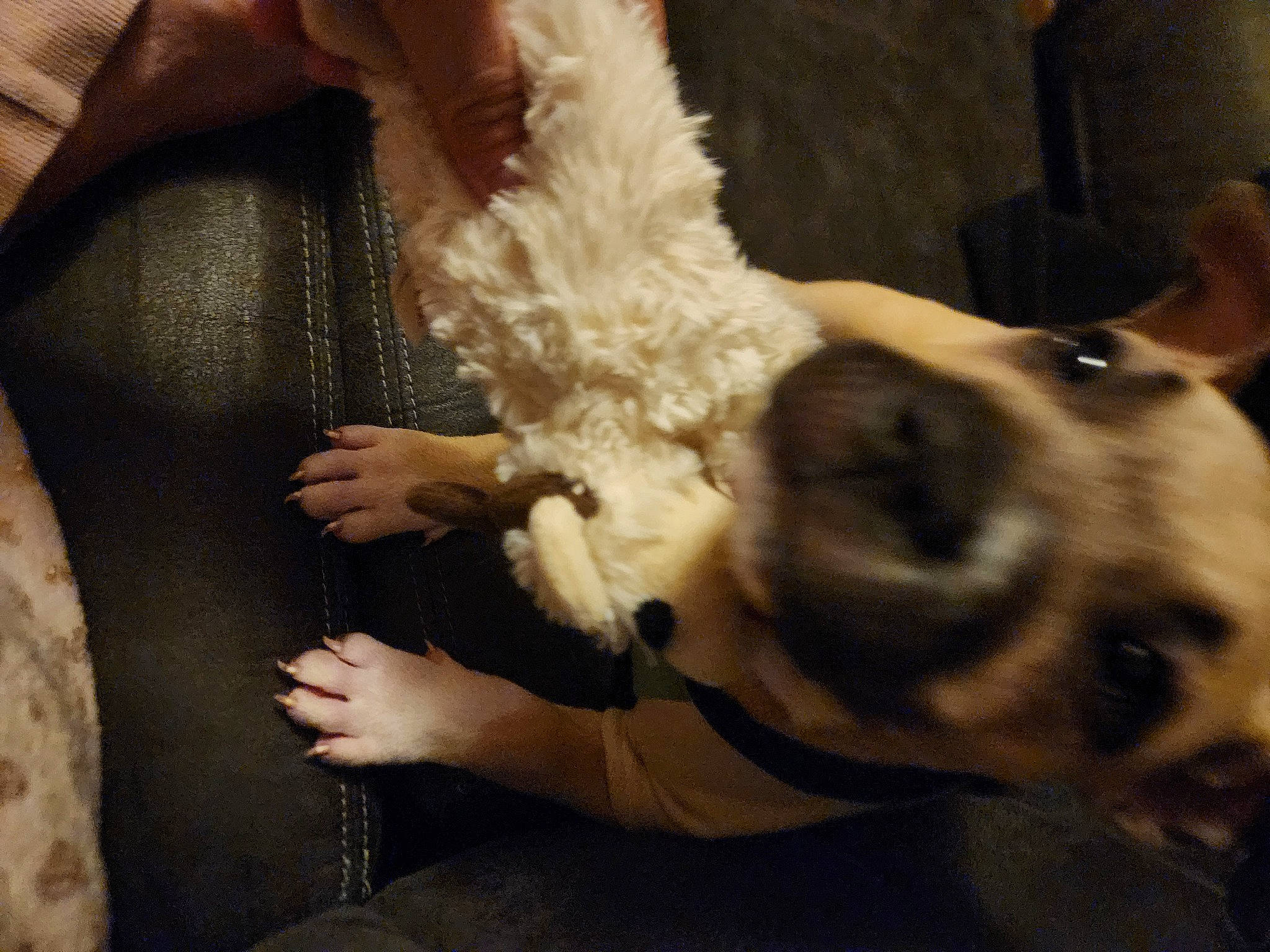 Pudge joined the competition — help win amazing prizes! canidae, carnivore, companion_dog, dog, dog_breed, dog_collar, ear, eyewear, fawn, fur, gesture, happy, puppy_love, selfie, snout, sporting_group, tail, toy_dog, whiskers, working_animal