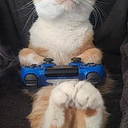 Kira participe au concours pour gagner de l'argent avec cette photo : cat, orange_cat, white_cat, pet, game_controller, playing, focused, cute, animal, indoor, feline, paws, sitting, closeup, funny, gamer, technology, cozy, domestic_cat, portrait