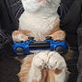 cat, orange_cat, white_cat, pet, game_controller, playing, focused, cute, animal, indoor, feline, paws, sitting, closeup, funny, gamer, technology, cozy, domestic_cat, portrait