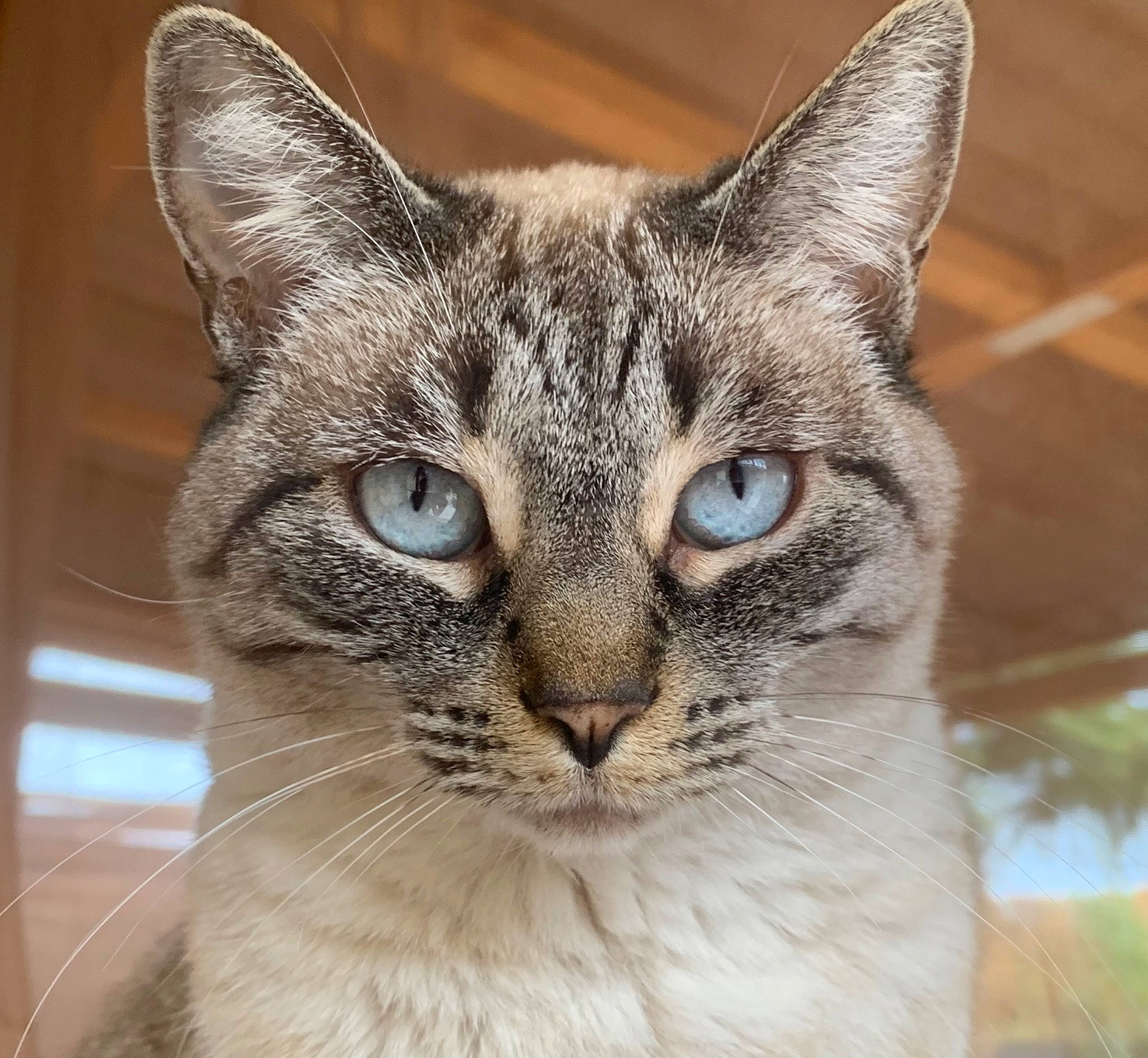 Mokka participe au concours pour gagner de l'argent avec cette photo : carnivore, cat, domestic_short_haired_cat, door, eye, felidae, fur, head, iris, plant, small_to_medium_sized_cats, snout, terrestrial_animal, tree, whiskers, wildlife, window