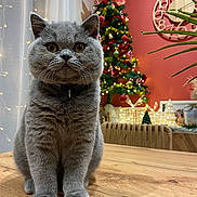 Zophren participe au concours pour gagner de l'argent avec cette photo : cat, grey_cat, feline, pet, table, wooden_table, christmas_tree, holiday_decor, ornaments, lights, indoor, cozy, decorations, festive, plant, chair, wall_clock, curtains, collar, portrait