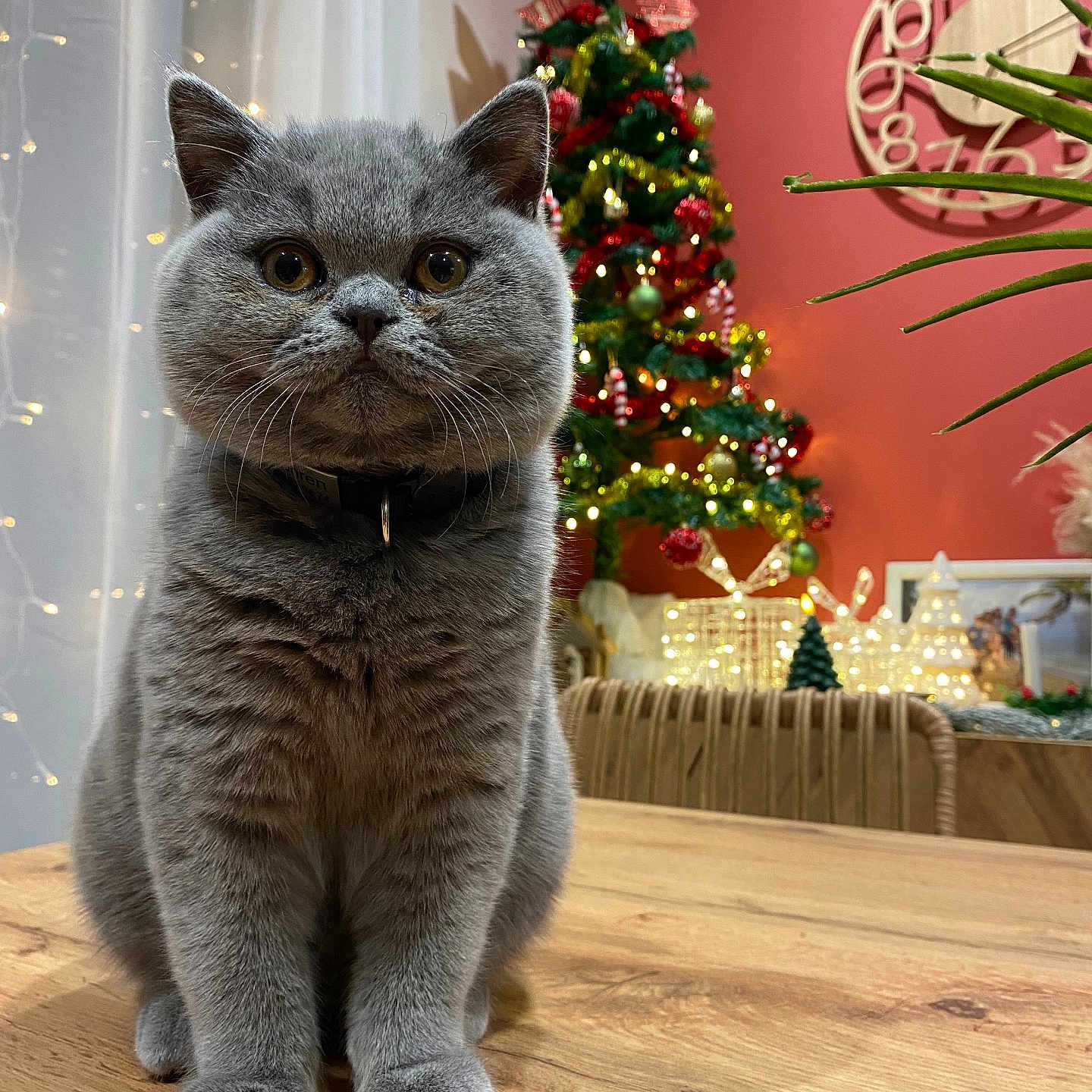 Zophren participe au concours pour gagner de l'argent avec cette photo : cat, chair, christmas_tree, collar, cozy, curtains, decorations, feline, festive, grey_cat, holiday_decor, indoor, lights, ornaments, pet, plant, portrait, table, wall_clock, wooden_table