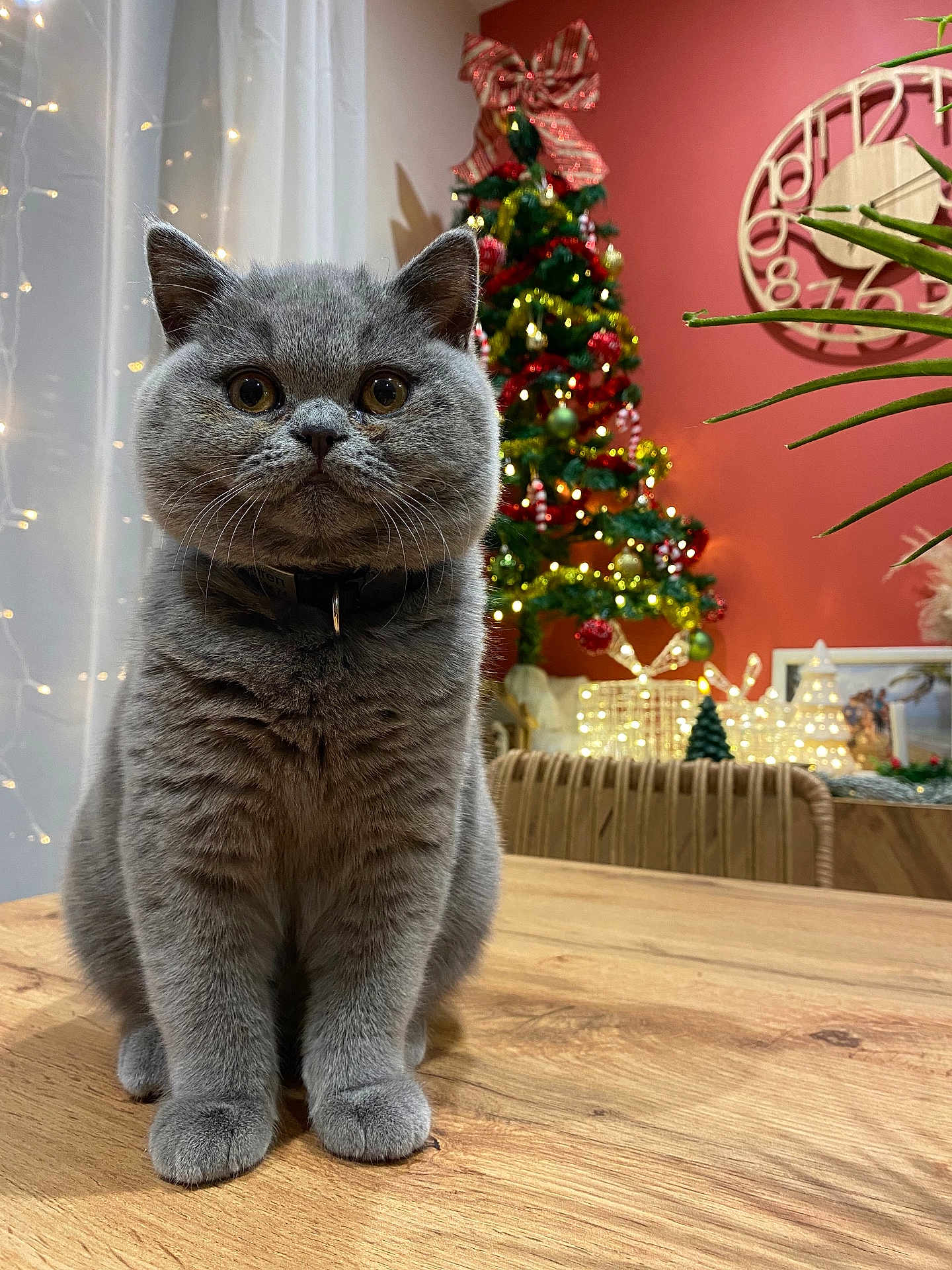 Zophren participe au concours pour gagner de l'argent avec cette photo : cat, grey_cat, feline, pet, table, wooden_table, christmas_tree, holiday_decor, ornaments, lights, indoor, cozy, decorations, festive, plant, chair, wall_clock, curtains, collar, portrait