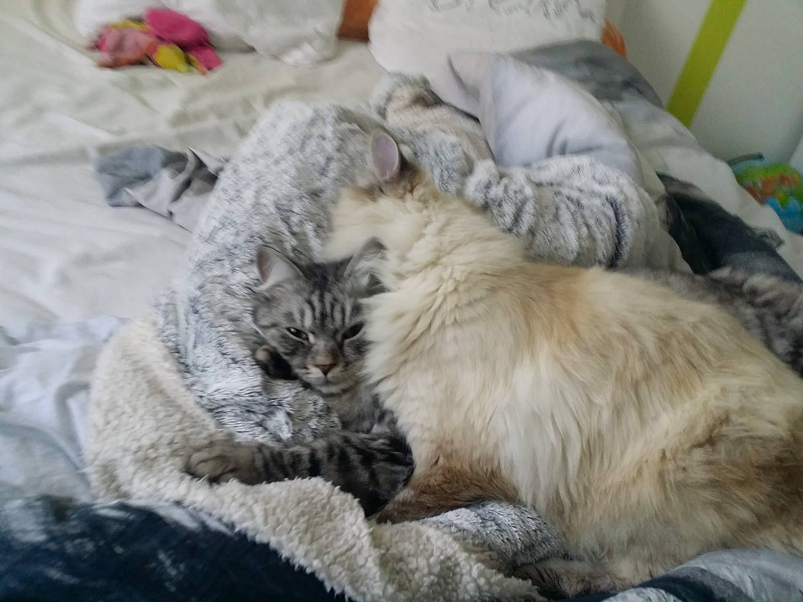 Obi a rejoint le concours — aidez-le/la à gagner de superbes lots ! asian, carnivore, cat, claw, comfort, domestic_long_haired_cat, dragon_li, european_shorthair, fawn, felidae, fur, kitten, mammal, nap, ragdoll, siberian, sleep, small_to_medium_sized_cats, tabby_cat, whiskers