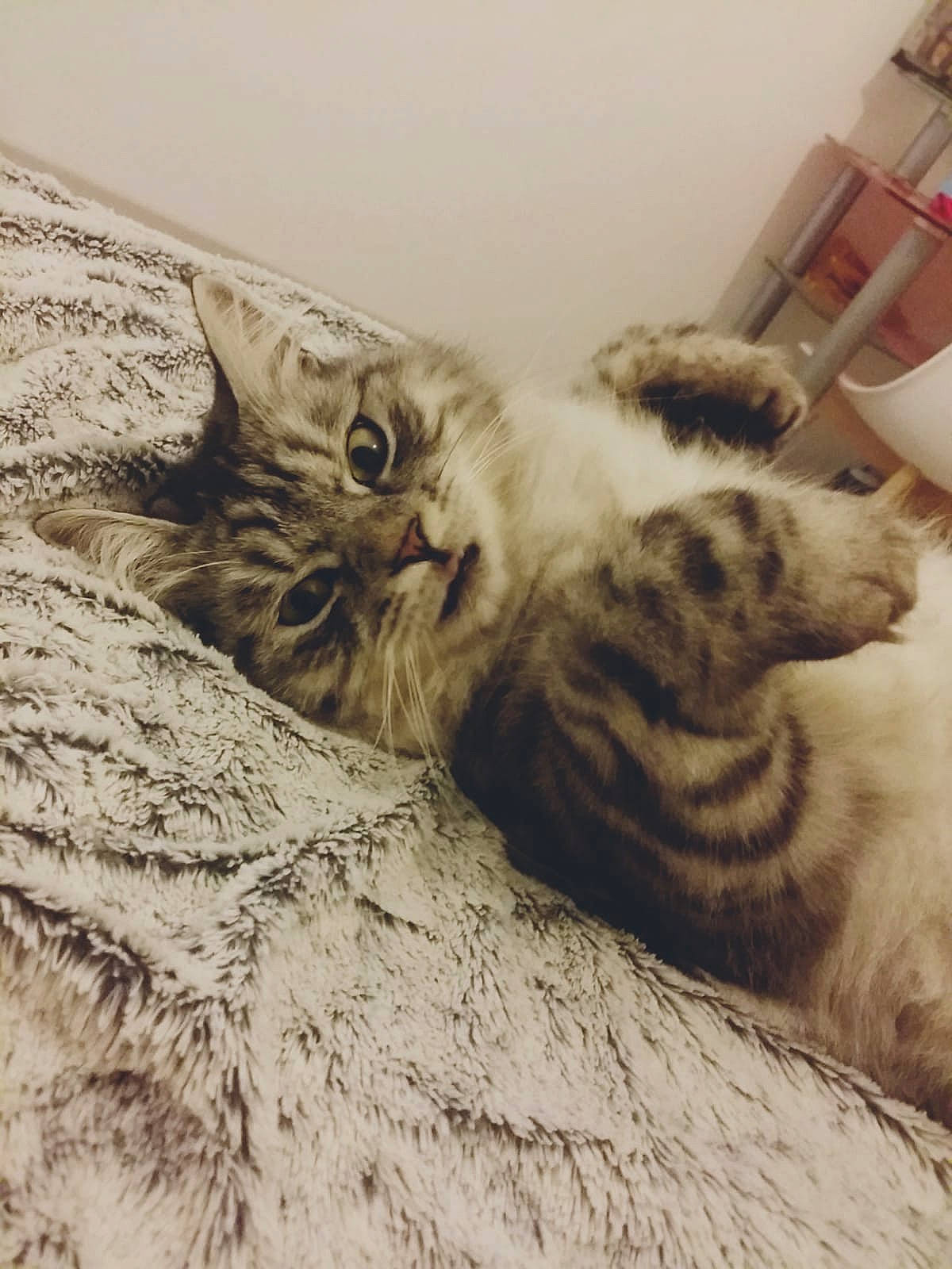 Obi a rejoint le concours — aidez-le/la à gagner de superbes lots ! american_shorthair, asian, carnivore, cat, domestic_short_haired_cat, dragon_li, european_shorthair, eye, felidae, fur, kitten, maine_coon, small_to_medium_sized_cats, tabby_cat, whiskers