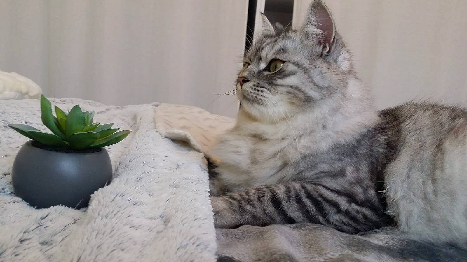 Obi a rejoint le concours — aidez-le/la à gagner de superbes lots ! american_shorthair, asian, asian_semi_longhair, british_semi_longhair, carnivore, cat, domestic_long_haired_cat, domestic_short_haired_cat, dragon_li, european_shorthair, felidae, kitten, maine_coon, mammal, ragamuffin, siberian, small_to_medium_sized_cats, tabby_cat, vertebrate, whiskers