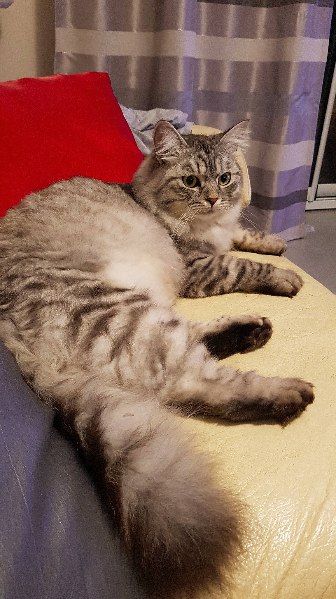 Obi a rejoint le concours — aidez-le/la à gagner de superbes lots ! american_shorthair, asian, australian_mist, british_semi_longhair, carnivore, cat, domestic_long_haired_cat, domestic_short_haired_cat, dragon_li, european_shorthair, felidae, kitten, mammal, norwegian_forest_cat, paw, pixie_bob, small_to_medium_sized_cats, tabby_cat, vertebrate, whiskers