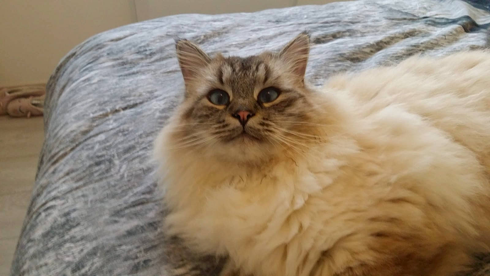 Nils a rejoint le concours — aidez-le/la à gagner de superbes lots ! asian, asian_semi_longhair, british_longhair, british_semi_longhair, carnivore, cat, domestic_long_haired_cat, fawn, felidae, fur, mammal, norwegian_forest_cat, persian, ragamuffin, ragdoll, siberian, small_to_medium_sized_cats, somali, vertebrate, whiskers