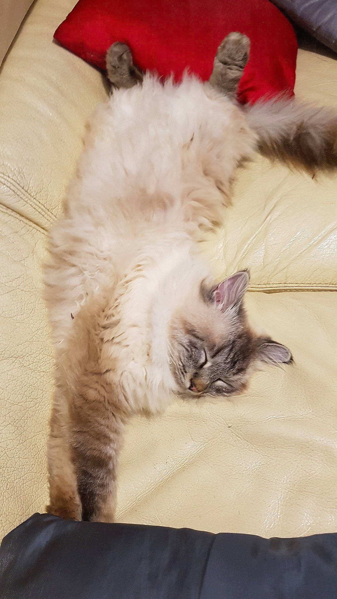 Nils a rejoint le concours — aidez-le/la à gagner de superbes lots ! asian, balinese, birman, carnivore, cat, claw, domestic_long_haired_cat, fawn, felidae, fur, kitten, mammal, nap, norwegian_forest_cat, paw, ragamuffin, ragdoll, small_to_medium_sized_cats, tail, whiskers