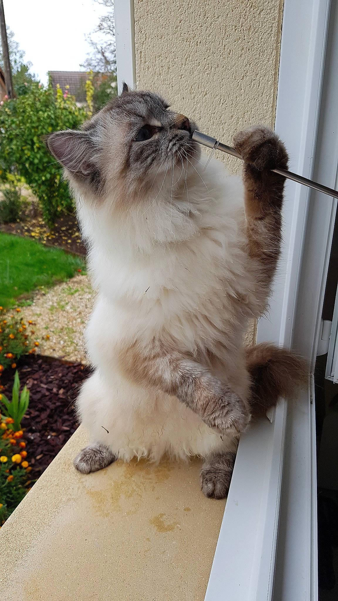 Nils a rejoint le concours — aidez-le/la à gagner de superbes lots ! asian_semi_longhair, balinese, birman, british_longhair, british_semi_longhair, carnivore, cat, domestic_long_haired_cat, fawn, felidae, himalayan, mammal, persian, ragamuffin, ragdoll, small_to_medium_sized_cats, whiskers