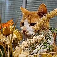 Isaert participe au concours pour gagner de l'argent avec cette photo : abyssinian, animal, cat, daisy, flower, flowerarrangement, flowerbouquet, head, herbal, herbs, kitten, leaf, manx, person, pet, petal, plant, pottedplant, sunflower, wood