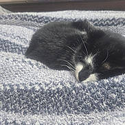 Homer is registered to the contest to win money with this photo: cat, sleeping, black_and_white, blanket, cozy, indoor, pet, fur, resting, nap, cute, whiskers, home, texture, soft, animal, domestic, relaxing, feline, closeup