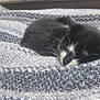 cat, sleeping, black_and_white, blanket, cozy, indoor, pet, fur, resting, nap, cute, whiskers, home, texture, soft, animal, domestic, relaxing, feline, closeup