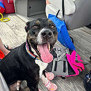 Lindy joined the competition — help win amazing prizes! animal, bag, black_and_white, boat, canine, closeup, collar, cute, dog, floor, happy, indoor, legs, person, pet, pink_booties, playful, seated, smiling, tongue_out