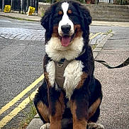 Hope is registered to the contest to win money with this photo: bernese_mountain_dog, black_fur, brown_fur, curb, dog, grass, happy, harness, leash, outdoor, paw, pet, puppy, road, sidewalk, sitting, street, tongue_out, urban, white_fur