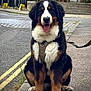 bernese_mountain_dog, black_fur, brown_fur, curb, dog, grass, happy, harness, leash, outdoor, paw, pet, puppy, road, sidewalk, sitting, street, tongue_out, urban, white_fur