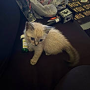 Paris is registered to the contest to win money with this photo: kitten, cat, animal, pet, furniture, couch, plastic_bag, bottle, indoor, decorative_lantern, small_animal, fur, cute, young, domestic_cat, sitting, household_items, dark_background, closeup, feline