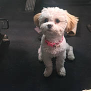 Chanel is registered to the contest to win money with this photo: dog, puppy, pet, car_interior, floor_mat, pedal, plastic_bag, paper, collar, white, brown, cute, small, sitting, looking_up, indoor, vehicle, car_seat, car_floor, clutter