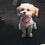 dog, puppy, pet, car_interior, floor_mat, pedal, plastic_bag, paper, collar, white, brown, cute, small, sitting, looking_up, indoor, vehicle, car_seat, car_floor, clutter