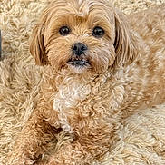 Dory is registered to the contest to win money with this photo: animal, beige, canine, carpet, companion, cozy, curly_fur, cute, dog, domestic_animal, fluffy, friendly, fur, indoor, looking_at_camera, lying_down, pet, portrait, relaxed, small_dog