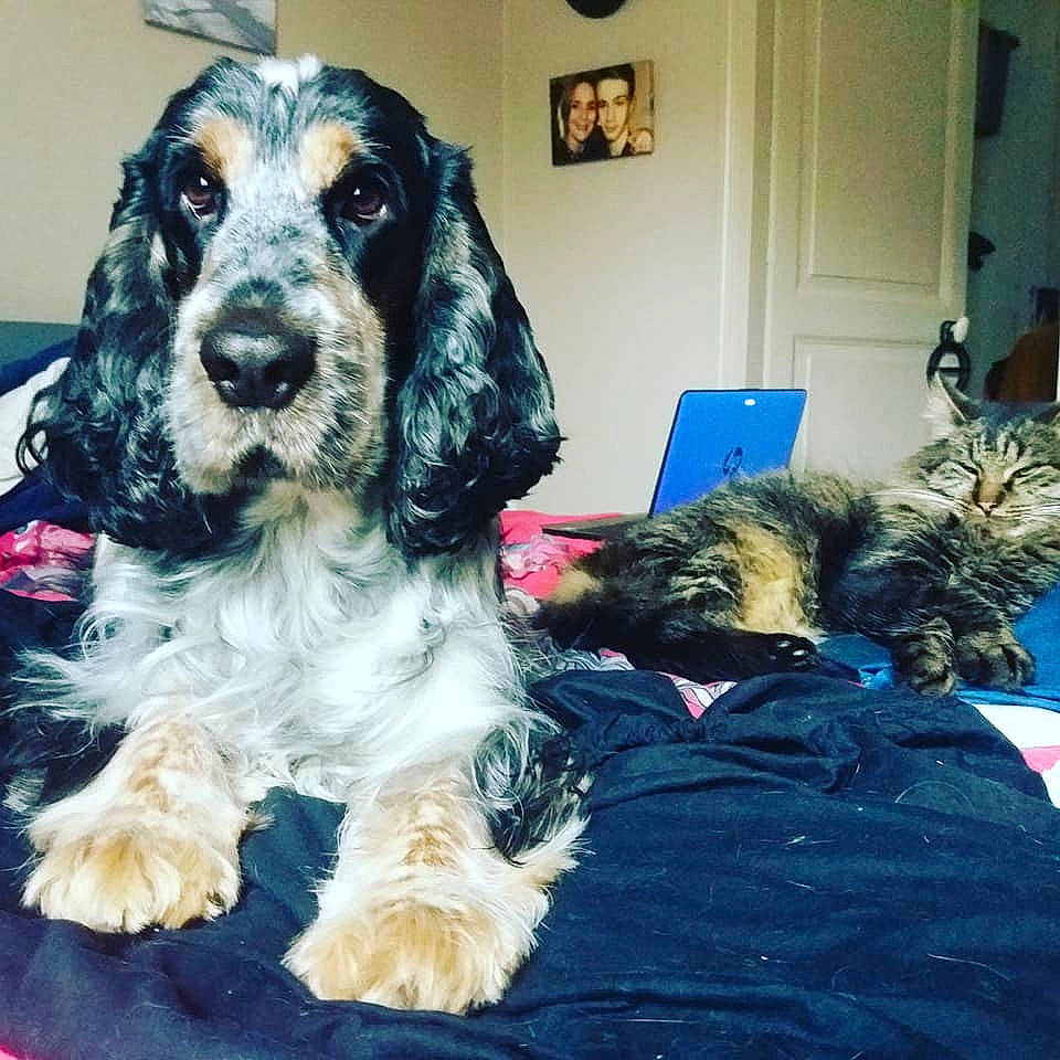 Jackpot participe au concours pour gagner de l'argent avec cette photo : american_cocker_spaniel, cockapoo, companion_dog, dog, dog_breed, dog_breed_group, dog_like_mammal, english_cocker_spaniel, person, russian_spaniel, snout, spaniel, sporting_group