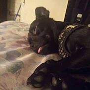 Odis is registered to the contest to win money with this photo: dog, black_dog, bed, blanket, paw, tongue, collar, sleeping, resting, indoor, close_up, pet, animal, cozy, floral_pattern, fabric, cute, relaxed, lying_down, domestic_animal