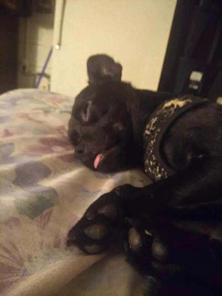 Odis
