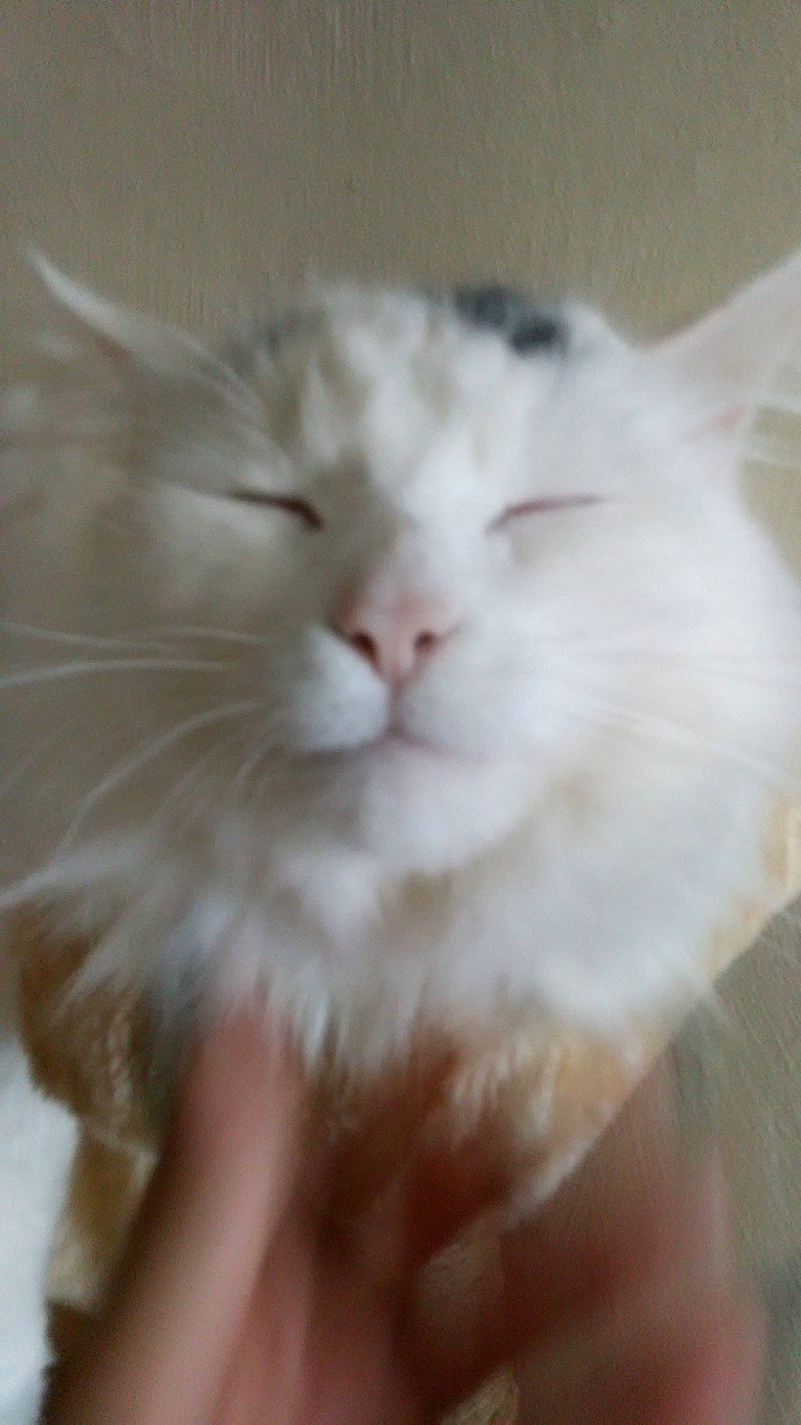 Lightening joined the competition — help win amazing prizes! asian, british_semi_longhair, burmilla, carnivore, cat, cymric, domestic_long_haired_cat, eye, felidae, mammal, norwegian_forest_cat, nose, persian, ragdoll, small_to_medium_sized_cats, snout, turkish_angora, turkish_van, vertebrate, whiskers