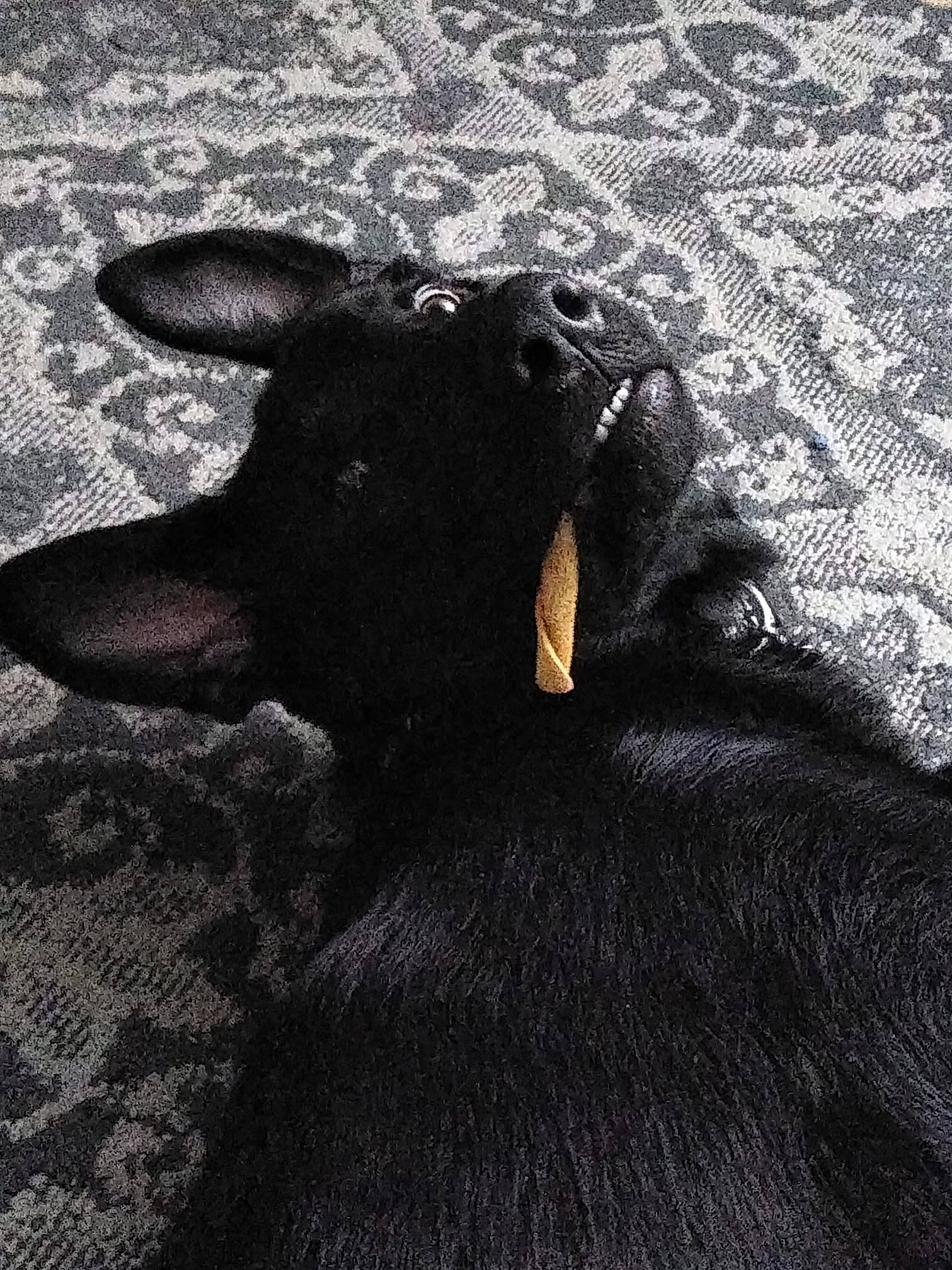 Xerxes joined the competition — help win amazing prizes! black, black_and_white, canidae, ear, fur, monochrome, shadow, snout, sporting_group, wildlife